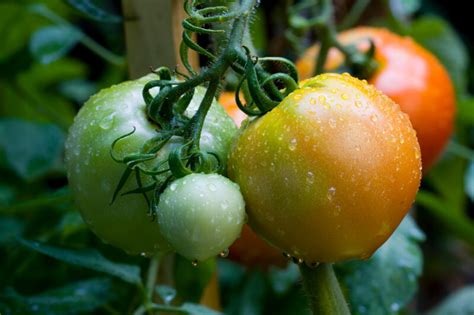 The Simple Way To Grow A Tomato Plant