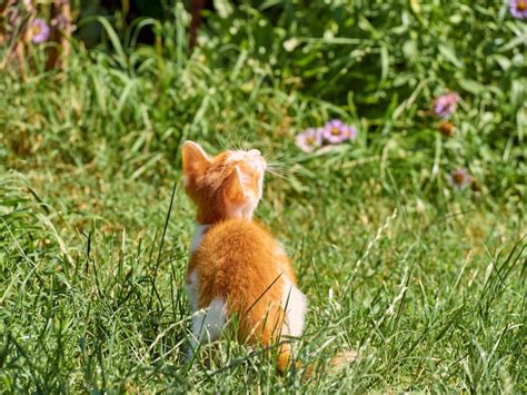 Premium Photo Kitten Playing In The Grass