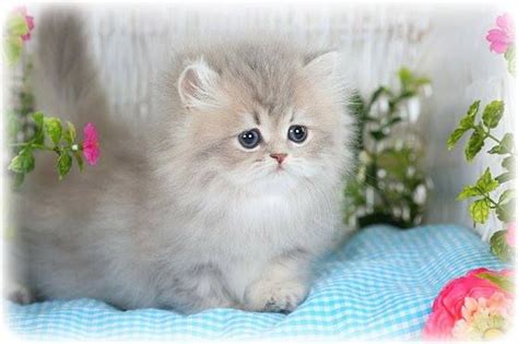 Blue Chinchilla Golden Teacup Persian Kitten Persian Cat Doll Face