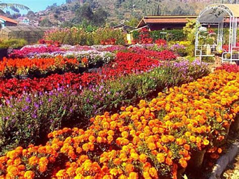 Pandeglang belakangan terakhir warganet dibuat terpukau dengan taman bunga di kabupaten pandeglang. Taman Bunga Pandeglang : Bisa buat selfy instagramble ...