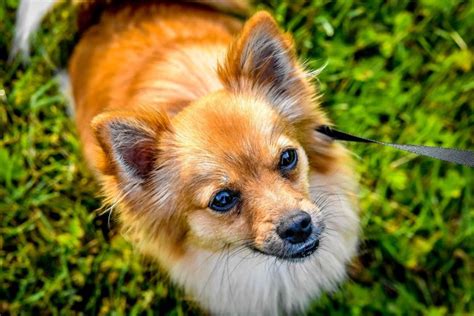 Chihuahua Vs Pomeranian