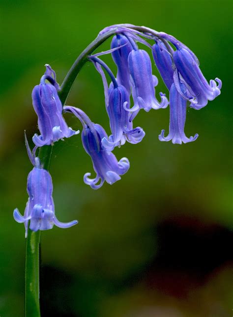 Bluebell Hyacinthoides Non Scripta Blue Bell Flowers Bluebells