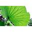Fresh Green Lotus Leaf Meridians Close Up Preview  10wallpapercom