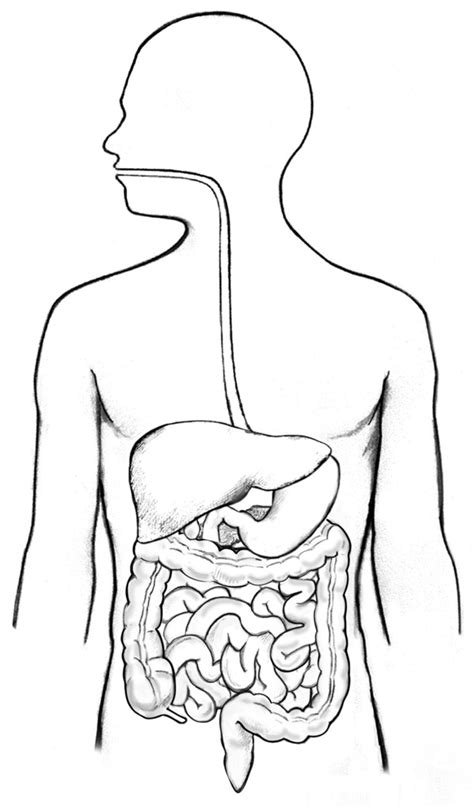 The Digestive System Diagram Quizlet