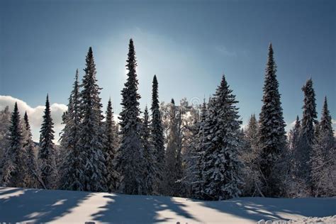 Impassable Snow Covered Siberian Taiga Stock Photo Image Of Winter