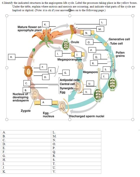 37 Angiosperm Life Cycle Diagram Diagram For You