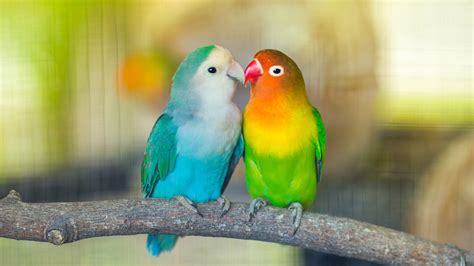 Overall, the lovebirds is a fun ride due to its very likeable cast. Can You House Budgies/Parakeets With Lovebirds? - Pet ...