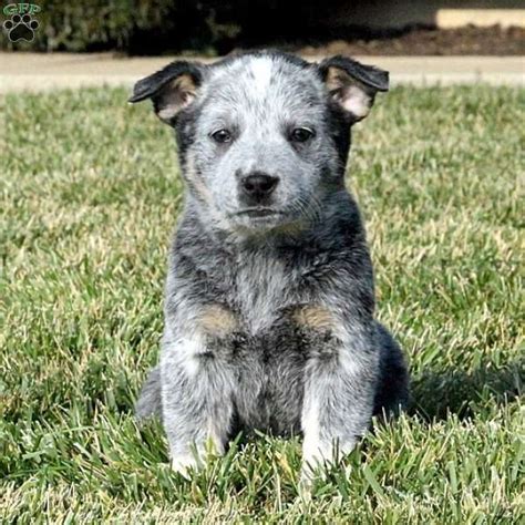Gabby Blue Heeler Australian Cattle Dog Puppy For Sale