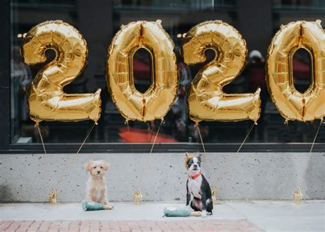 How To Celebrate New Years Eve With Your Dog As Your Date