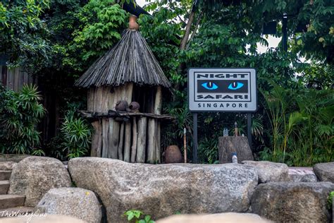 Singapore Night Safari Review 5 Must Do Experiences