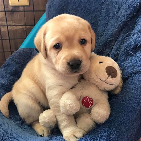 Yellow Lab Puppies For Sale Colorado Puppies Pict