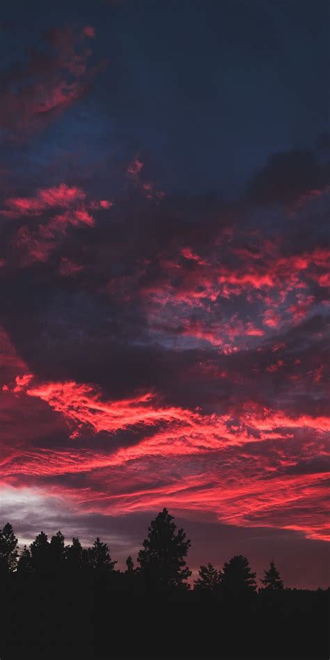 Download 1080x2160 Wallpaper Colorful Clouds Sunset Dark Tree