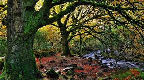 Nature Trees Forest Water Ireland National Park Stream Rock