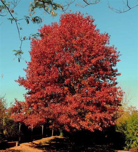 Northern Red Oak Plant Guide