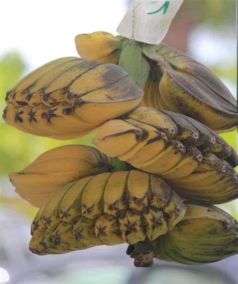 It delia has a knack for repurposing clothing to wear in different styles. The 13 Different Types of Bananas You Can Eat and Enjoy