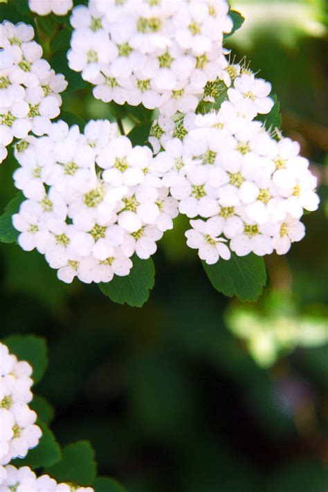 tiny white flowers | Tiny white flowers, White flowers, Flowers
