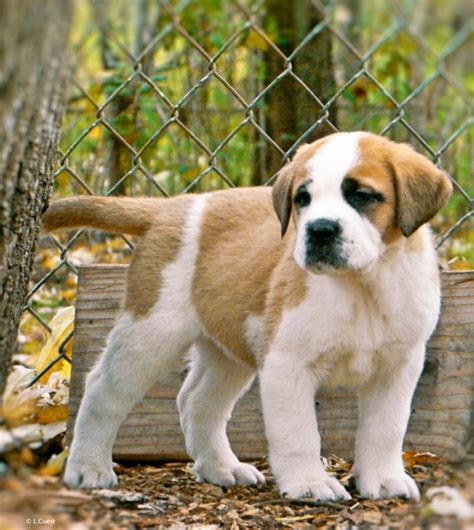 The workaholic father, george newton, doesn't want the responsibility of owning a dog, but his wife, alice, and their children, ryce, ted, and emily, convince him. St. Bernard Puppies For Sale | Las Vegas Trail, TX #262627