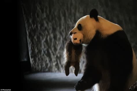 Est100 一些攝影some Photos Giant Panda Successful Reproduction 大熊貓 繁殖成功