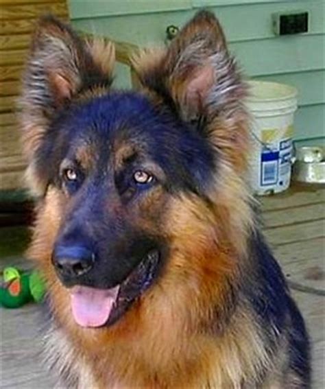 Dodger was found as a stray in a small. German Shepherd Puppies For Sale In Iowa - PetsWall