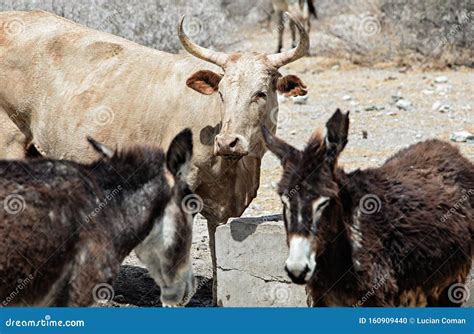 Desert Donkeys And Cows Stock Photo Image Of Land Animal 160909440