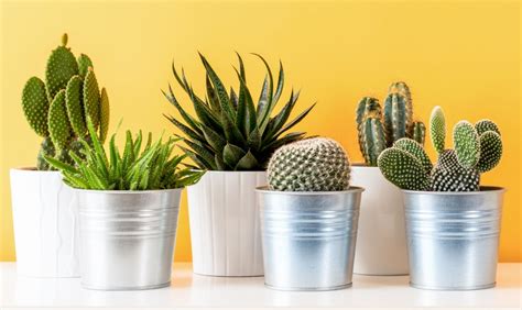 Easy Care Cactus Plants For Your Home The Habitat