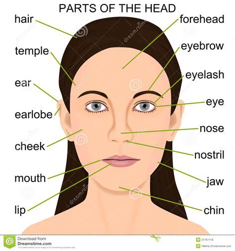 64 aus (action units) with associated muscle names; Parts Of The Head Royalty Free Stock Photos - Image: 21767118