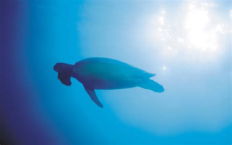 Wallpaper Sunlight Animals Sea Water Nature Photography Blue