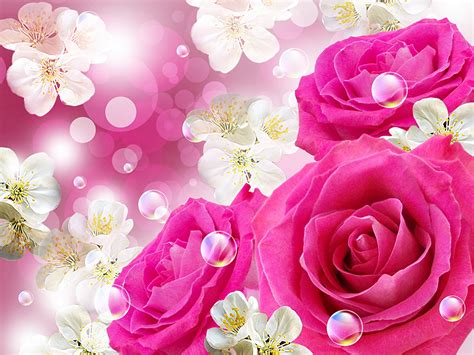 Photo Rose Pink Color Flowers Closeup