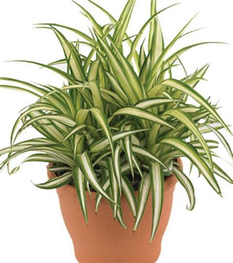 Easy Care Indoor Plants You Should Have In Your Home