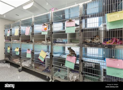 Kitten Sitting In Cages At Animal Shelter Stock Photo Alamy