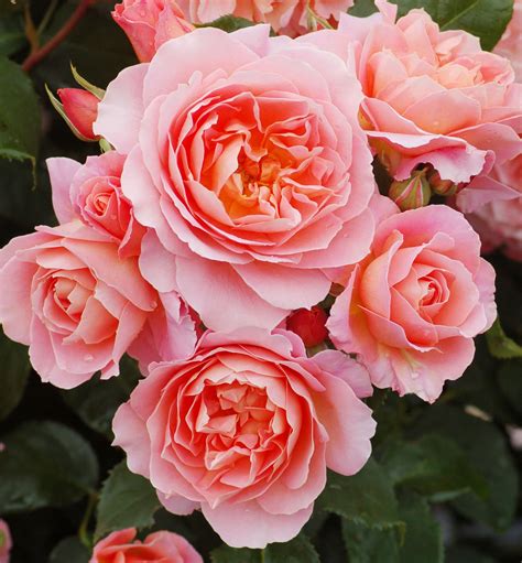 My Mum Floribunda Bush Rose 47l 47l Rose Beds Garden Rose Pink