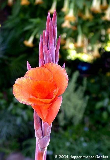 Canna lilies are wonderful in the garden. Full size picture of Orange-flowered Variegated Canna Lily ...