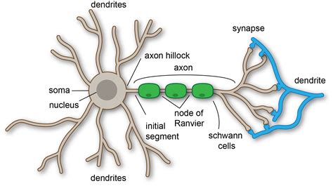 New Learning Model For Brain Overturns 70 Years Of Theory Mind Matters