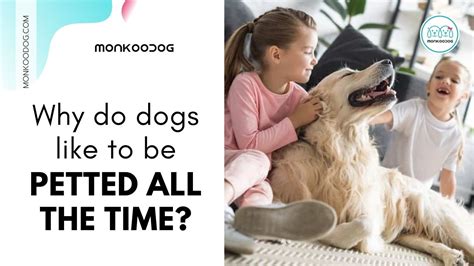 Why Do Dogs Like Being Petted Monkoodog