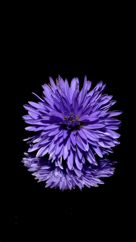 Purple Flower Wallpaper For Iphone