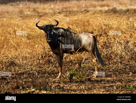 Wildebeest Running Male Hi Res Stock Photography And Images Alamy