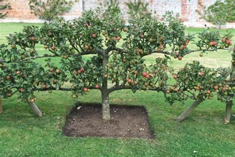 Home Orchard Layout Tips Fruit Garden Layout Fruit Trees Backyard