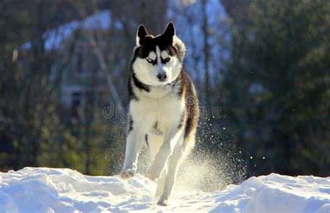 Siberian Husky Puppy On Snow Stock Image Image Of Winter Running