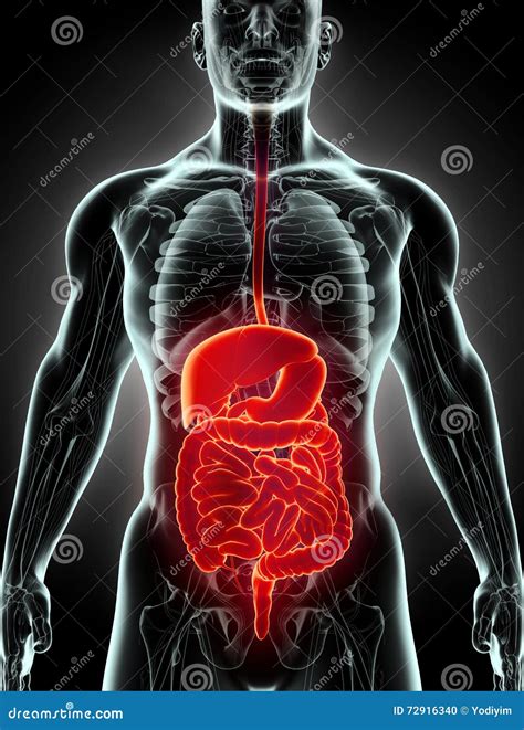 3d Human Male X Ray Digestive System Stock Illustration Illustration
