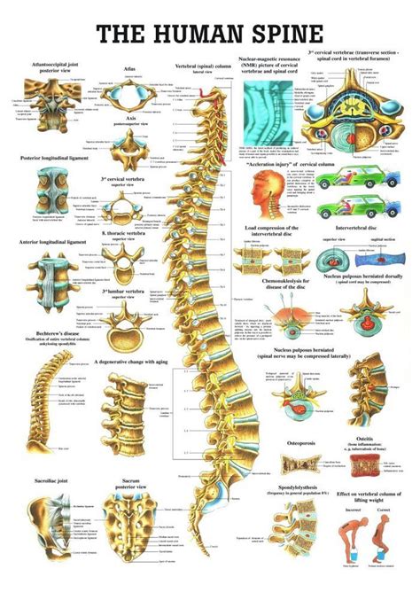 The Human Spine Laminated Anatomy Chart Anatomie Yoga Anatomie Physiotherapie