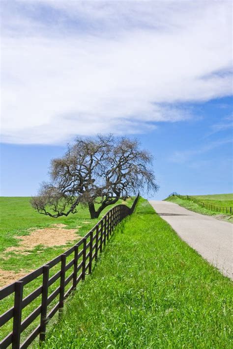 Country Road And Oak Stock Image Image Of Quiet Road 8904795