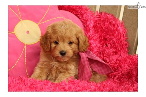 These miniature labradoodle puppies are a designer breed & are a cross between a labrador retriever & a miniature poodle. Goldendoodle puppy for sale near Lancaster, Pennsylvania ...