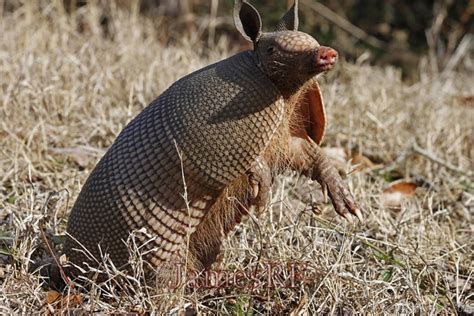 Standing Armadillo