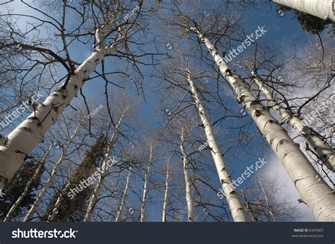 Aspen Trees In Winter Stock Photo 6397807 Shutterstock