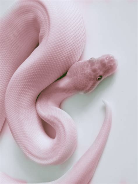 Tumblr Pink Aesthetic Pink Snake Rainbow Aesthetic