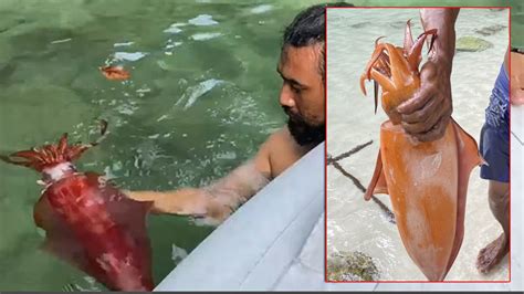 ฮือฮาปลาหมึกยักษ์หายาก สีแดงทั้งตัว นักวิชาการเผย เคยพบครั้งแรกเมื่อ 30 ปี