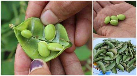 The Most Astounding Health Benefits Of Hyacinth Beans Health Cautions