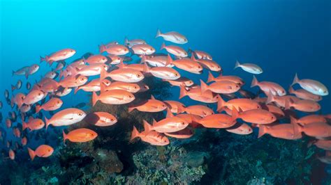 Wallpaper One Flock Of Red Fish Underwater Sea 5120x2880 Uhd 5k