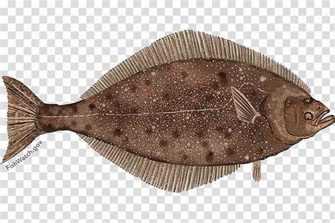 Halibut Clipart 10 Free Cliparts Download Images On Clipground 2023