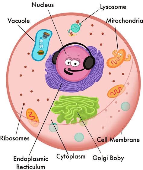 Ribosomes In An Animal Cell